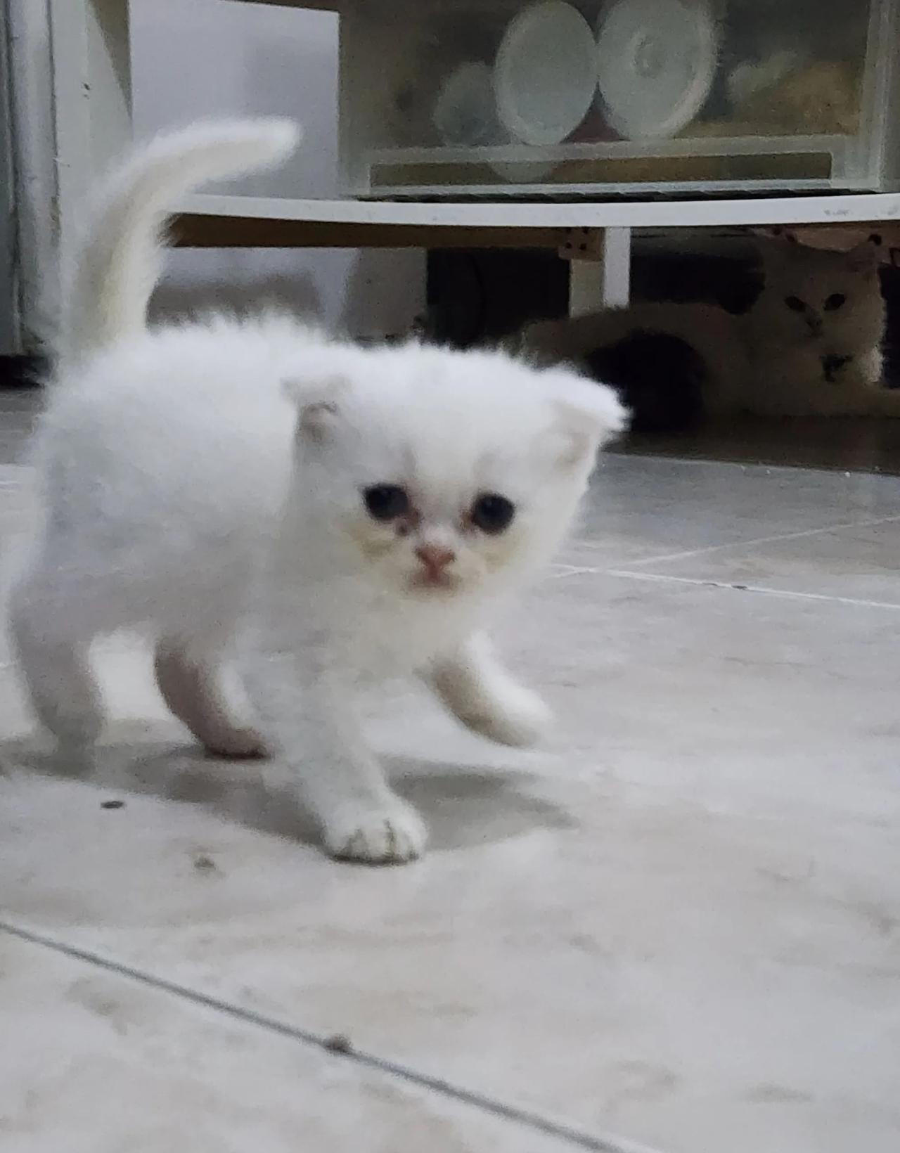 5 persian kittens for sale