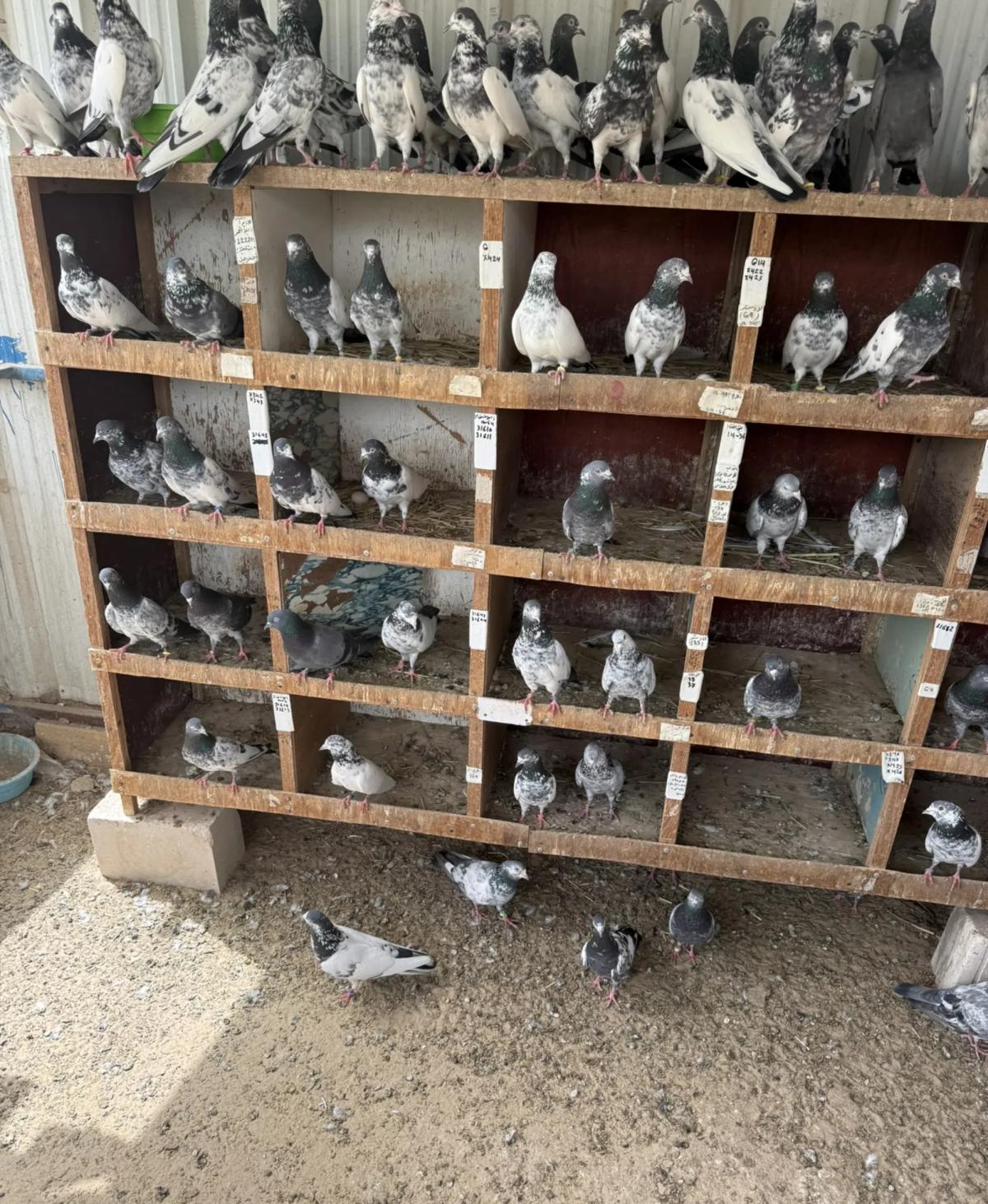 حمام باكستاني طيار بيور وفروخ كراسات