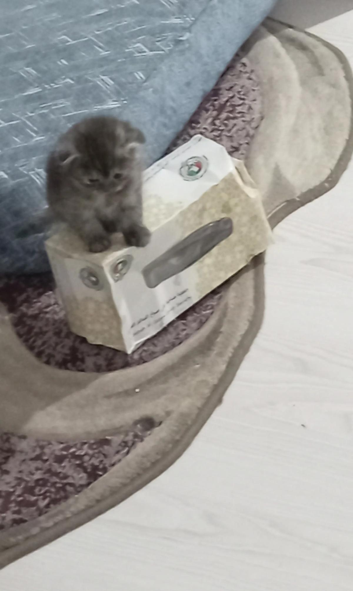 سكوتش فولد مرحين ويسون جو